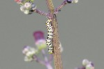 5dt24893 - Cucullia scrophulariae