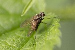 5dt24963 - Chrysopilus asiliformis