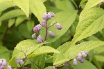 5dt25139 - Deutzia scabra