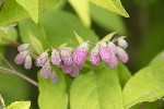 5dt25140 - Deutzia scabra