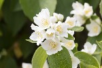 5dt25160 - Philadelphus coronarius