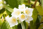 5dt25161 - Philadelphus coronarius