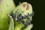 5dt25176 - Aphis gossypii