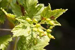 5dt25189 - Viburnum opulus