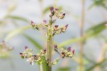 5dt25294 - Scrophularia auriculata