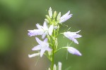 5dt25338 - Campanula rapunculus