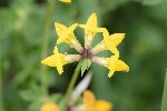 5dt25430 - Lotus corniculatus