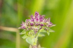 5dt25440 - Origanum vulgare