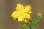 5dt25450 - Hypericum perforatum