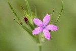 5dt25485 - Dianthus armeria