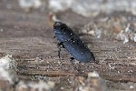 5dt25504 - Dorcus parallelipipedus