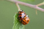 5dt25565 - Harmonia axyridis