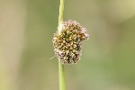 5dt25685 - Juncus conglomeratus