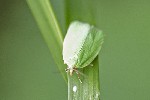 5dt25740 - Tortrix viridana