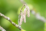 5dt25757 - Corylus avellana