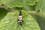 5dt25773 - Rutpela maculata