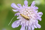 5dt25838 - Nemophora metallica