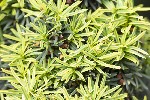 5dt25955 - Taxus cuspidata