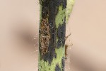 5dt25972 - Puccinia malvacearum