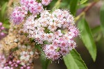 5dt25978 - Spiraea japonica