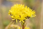 5dt25983 - Petrosedum rupestre