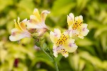 5dt26099 - Alstroemeria ligtu