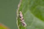 5dt26108 - Phyllonorycter trifasciella