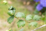 5dt26157 - Viburnum opulus