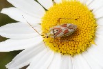 5dt26203 - Calocoris roseomaculatus