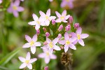 5dt26214 - Centaurium erythraea