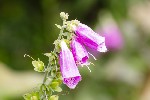 5dt26215 - Digitalis purpurea