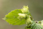 5dt26245 - Corylus avellana