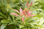 5dt26608 - Pieris japonica