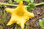 5dt27069 - Cucurbita maxima