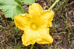 5dt27071 - Cucurbita maxima