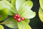 5dt27135 - Skimmia japonica