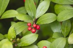 5dt27138 - Skimmia japonica