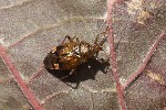 5dt27165 - Deraeocoris flavilinea