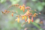 5dt27188 - Crocosmia aurea