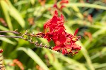 5dt27216 - Crocosmia crocosmiiflora