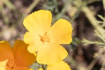 5dt27219 - Eschscholzia californica