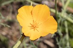 5dt27252 - Eschscholzia californica