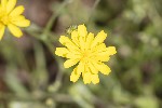 5dt27272 - Crepis capillaris