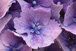 5dt27476 - Hydrangea macrophylla