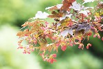 5dt27512 - Acer palmatum