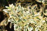 5dt27521 - Euonymus japonicus