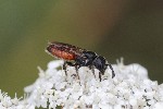 5dt27525 - Sphecodes albilabris