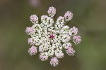 5dt27541 - Daucus carota