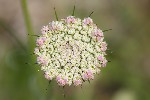 5dt27543 - Daucus carota