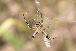 5dt27675 - Argiope bruennichi